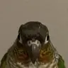 gccmango