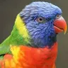 TheBirdMan