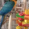 foxmacaw