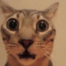 waaah