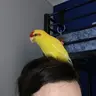 Mleoche