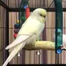 Petite Parrots