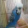 englishbudgie