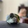 Birds_for_life