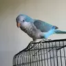 makmarie
