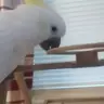 moxxiethecockatoo