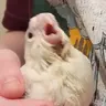 DarcyandQuinnthetiels