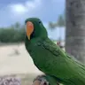 Mas