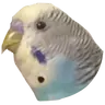 KazutheBudgie