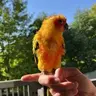 Piperj_005