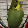 Birdgirl63