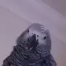Greyviator