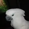 Mama bird