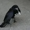 crowboy