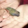 Hummingbirdlove