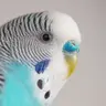 Urchinia