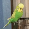 WoopWoop