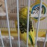 Budgie Lover<3