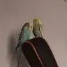 RobbieTheBudgie