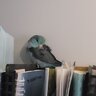 Tinytheparrotlet