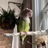 PetiteParrotLover