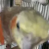pinetreee