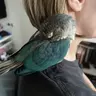 cosmothebirb