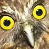 morepork