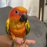 Mango the Sun Conure