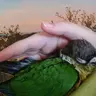 Catastrophycat