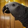 Mizamook
