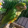 Kewibird