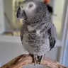 Arkbird