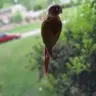 Pineapple conure