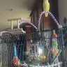 Tula the lutino lovebird