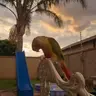 Squawk_SA
