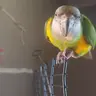 Miss Feathers' Human