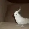Silverreng