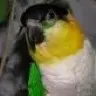 Celtic Caique