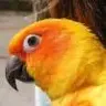 Conure10