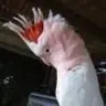 petergy