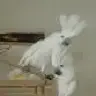 Caroline