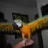 jdareef
