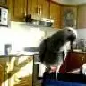Pepe-the-parrot