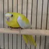 New Splendid Mom
