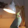 Phoenixcockatiel