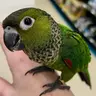 littlesaraj