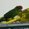 WestyDuo