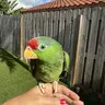 MangoMexicanRedHead