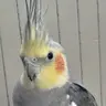 PiccoloTheLoud